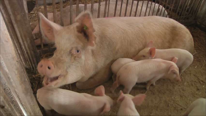 sow with piglets