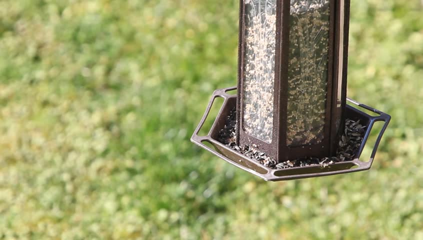 Birds on a hanging bird feeder.