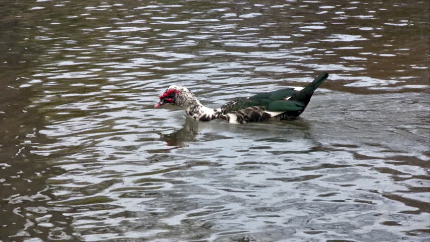 Video of a very ugly duck swimming.