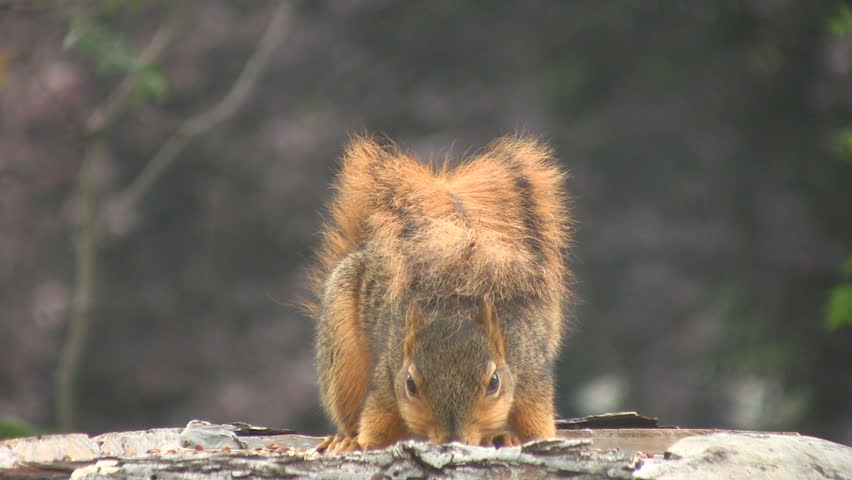 Squirrel eating with its tail over its head.