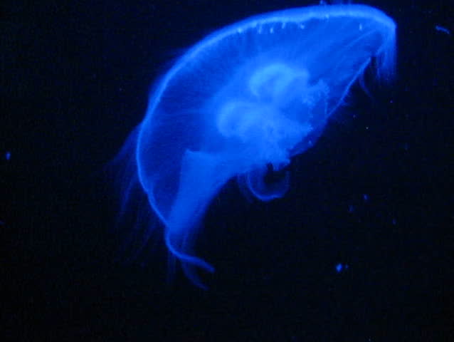 Translucent, illuminated jellyfish floating upwards. (Moon jelly, or "Aurelia aurita")