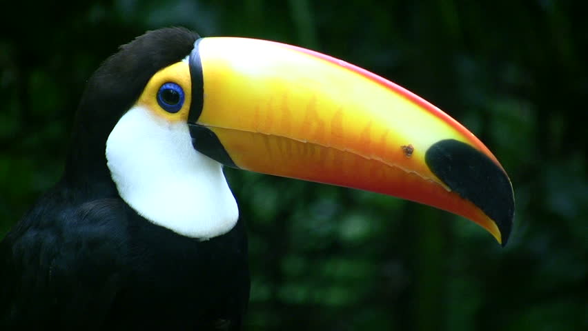 A HD video of a toucan in it's "natural" habitat (Brazil).