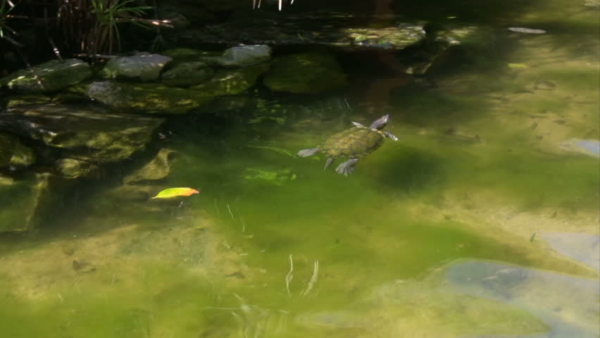 Turtle swimming in a pond