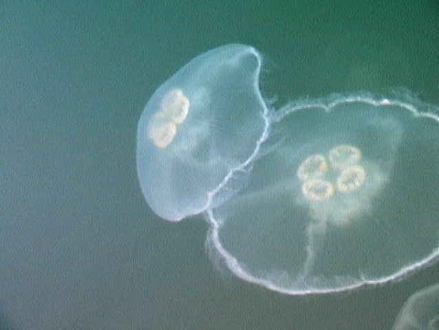 A beautiful White Jellyfish (Aurelia Aurita) swimming near the surface on the Central BC Coast