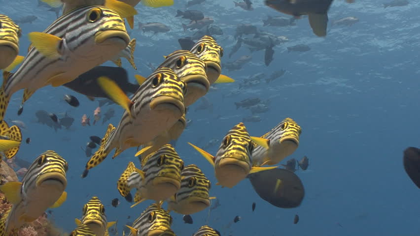 Group of curious fish
