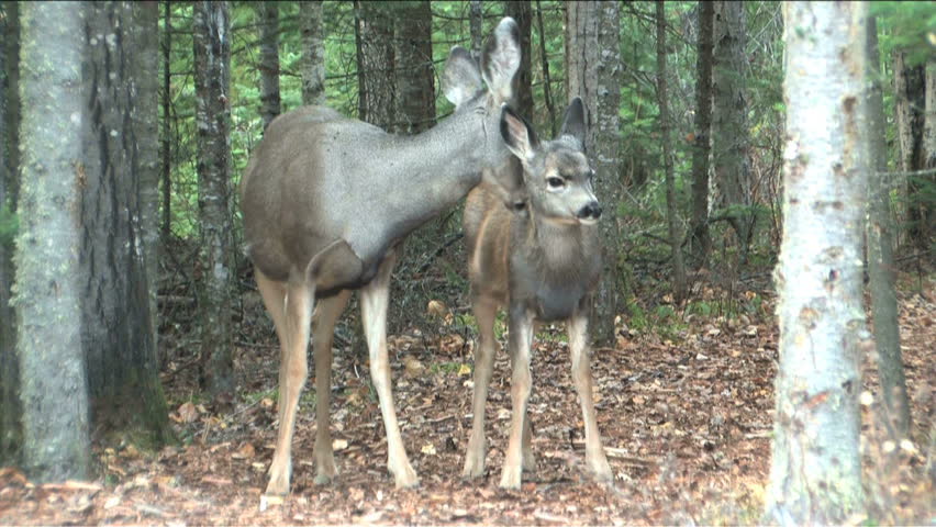 Doe finishes cleaning the fawn