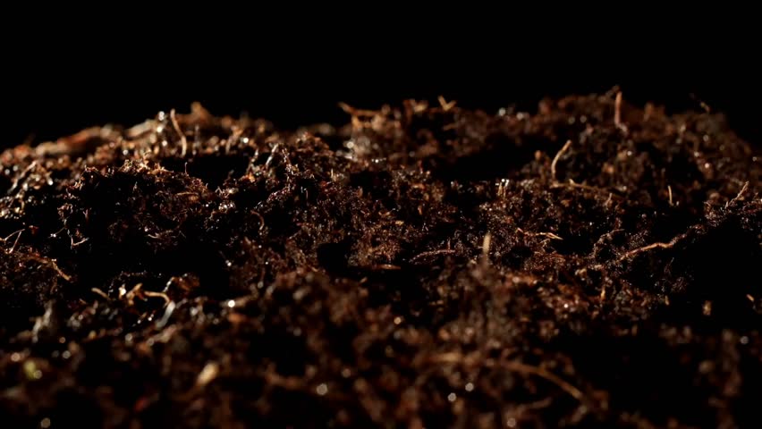 Growing seeds in soil