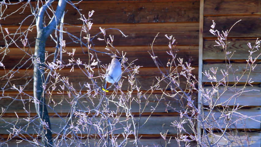 Bohemian waxwing (Bombycilla garrulus) - songbird passerine sitting on the tree branch