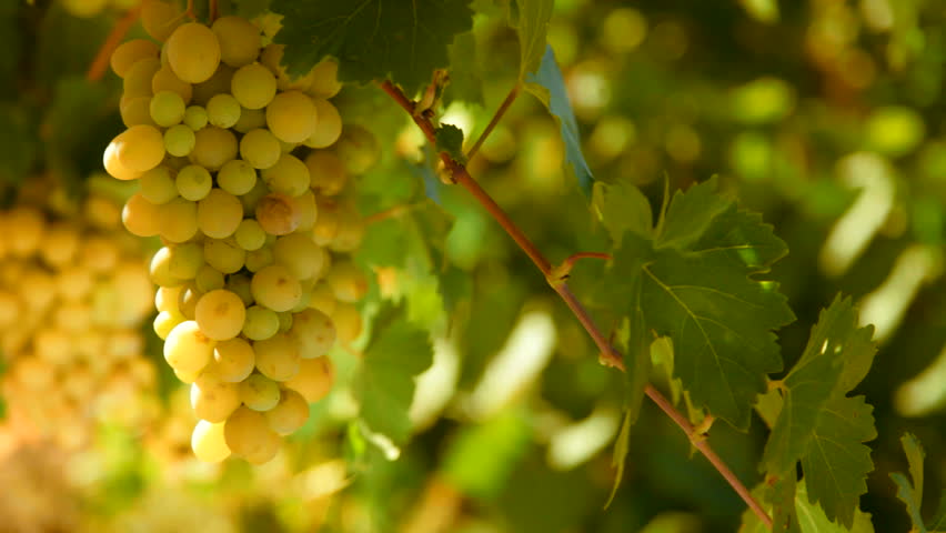 White wine grape