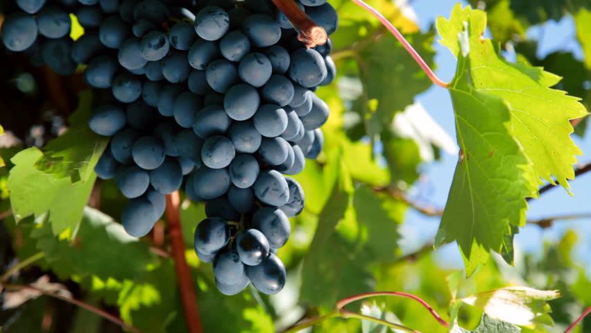 ripe grapes Moldova ready for harvest