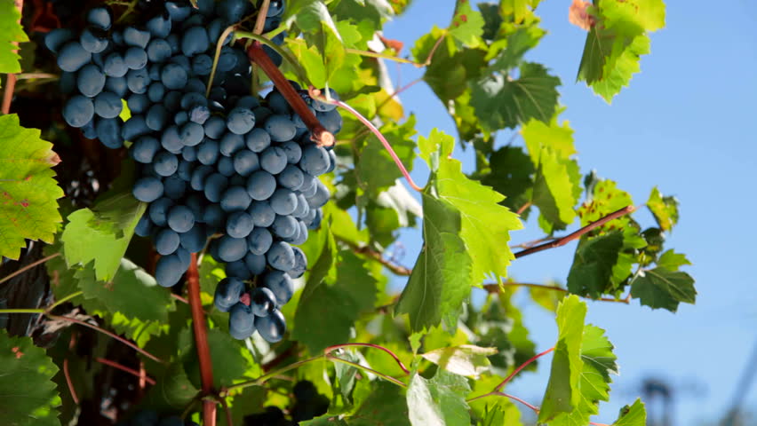 ripe grapes Moldova ready for harvest