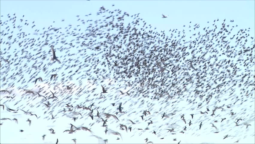 flock of birds