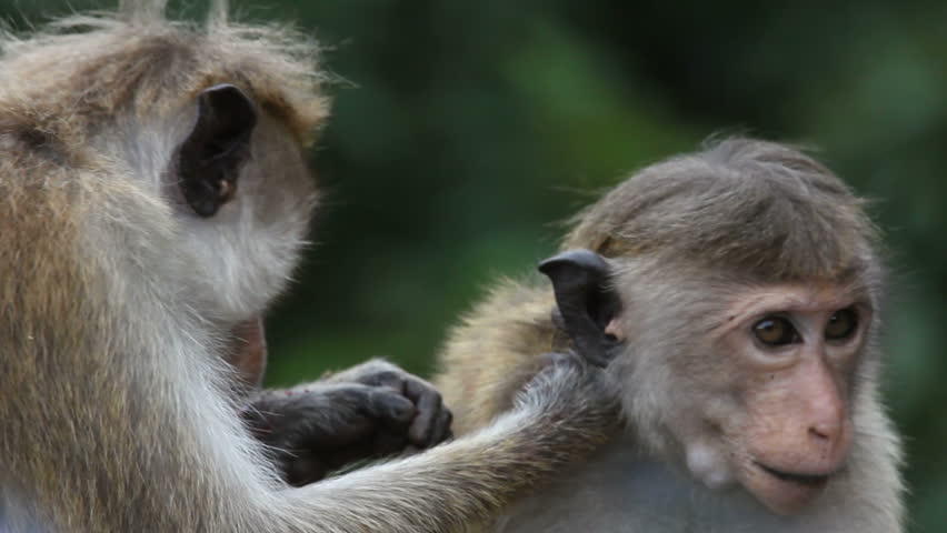 Monkey
