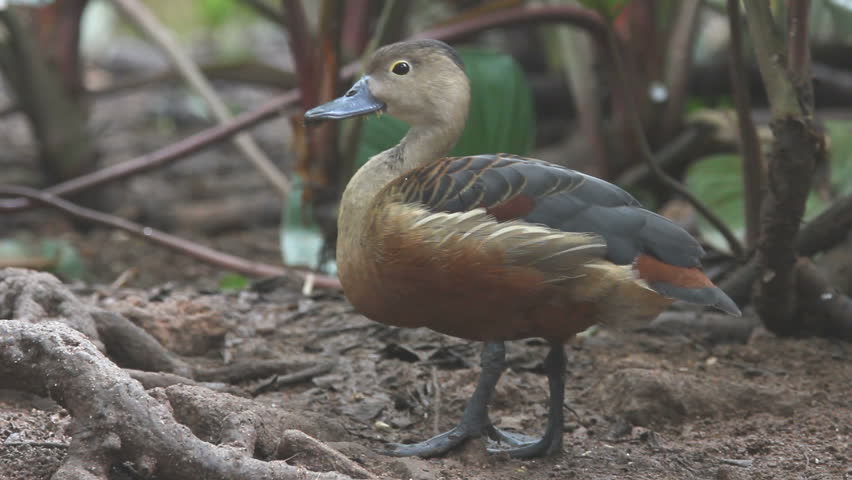 Lesser Whistling Duck