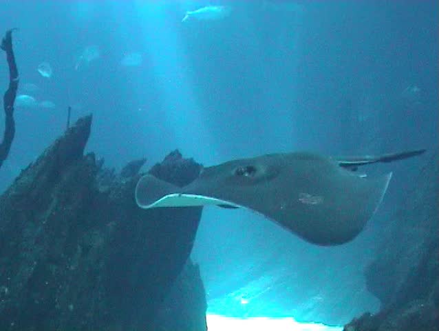 Under water scene with marine life, manta