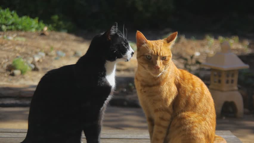 Two Cats licking each other