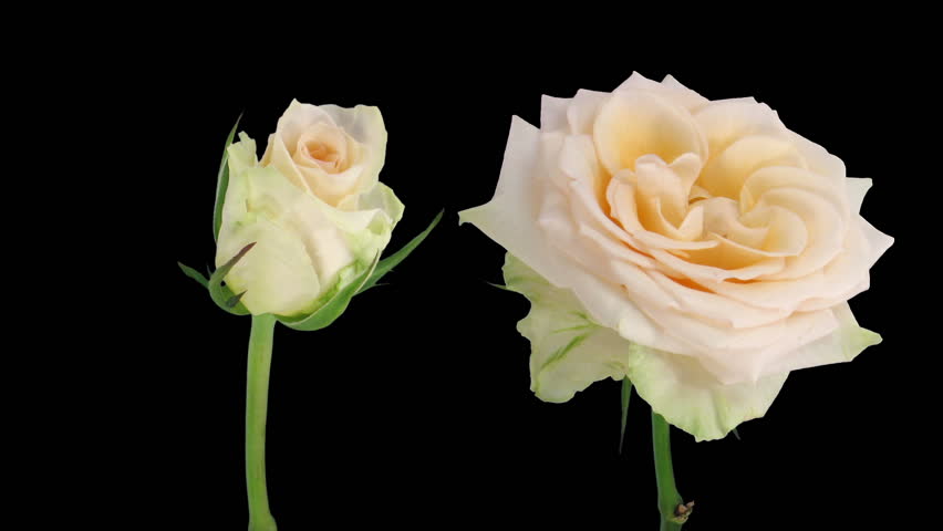 Time-lapse of opening and dying "Renate" rose 3d 