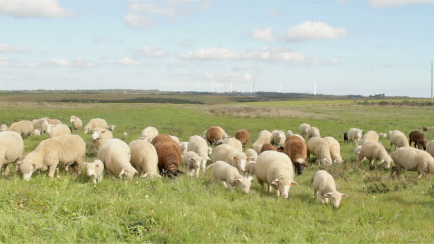 Sheep in the fields from Portugal