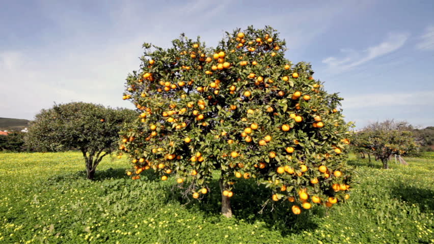Orange tree in springtime full of oranges
