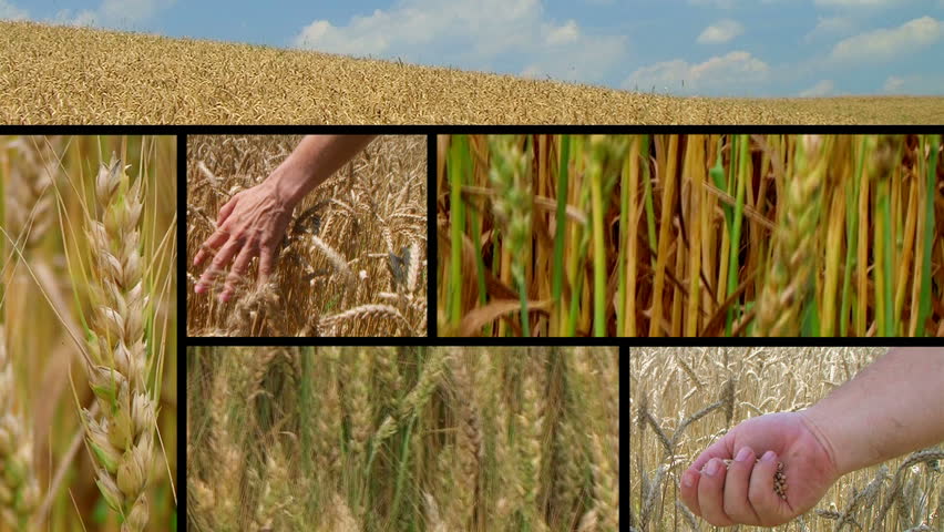 Composite of golden wheat crop fields ripe and ready for harvest. 