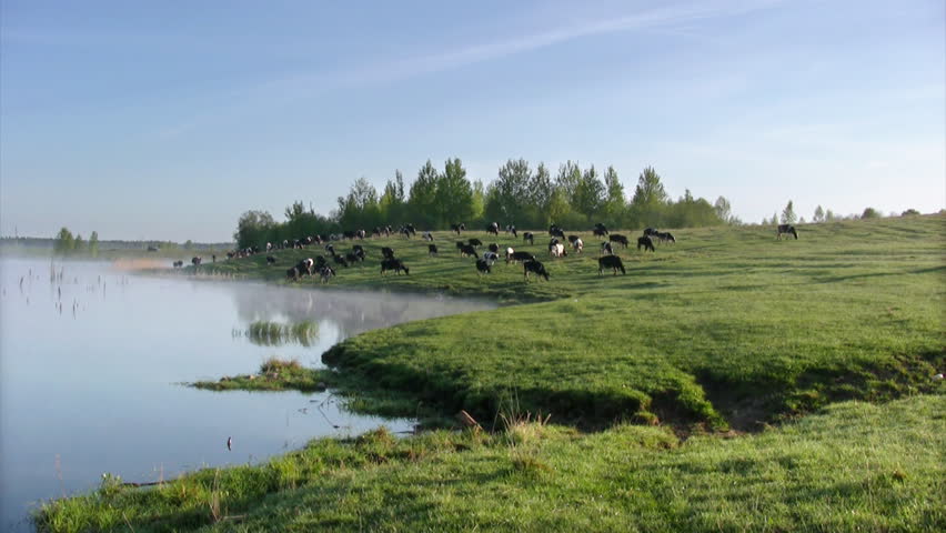 Dairy cows grazing in  meadow with blue sky in background 