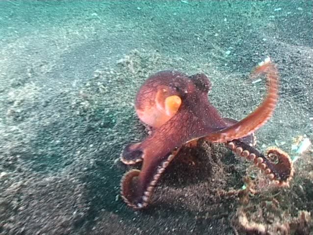 Octopus touching lens