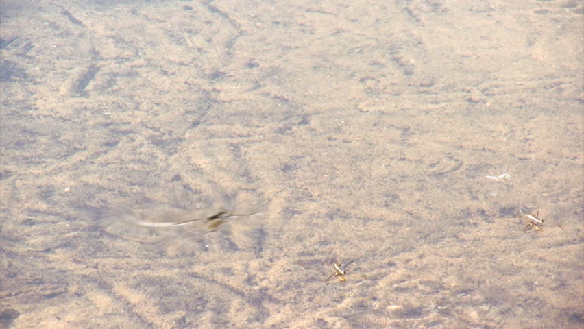 Skaters moving erratically over the surface of the water 