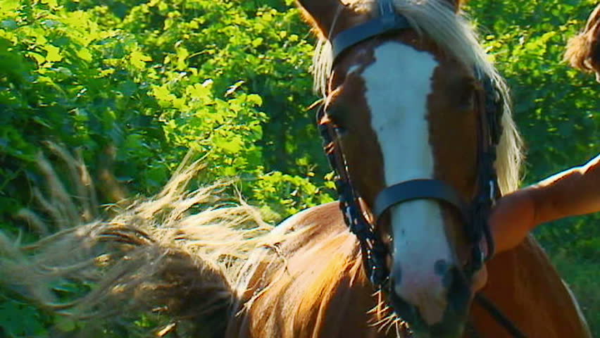 Primo piano cavallo - Slow-motion