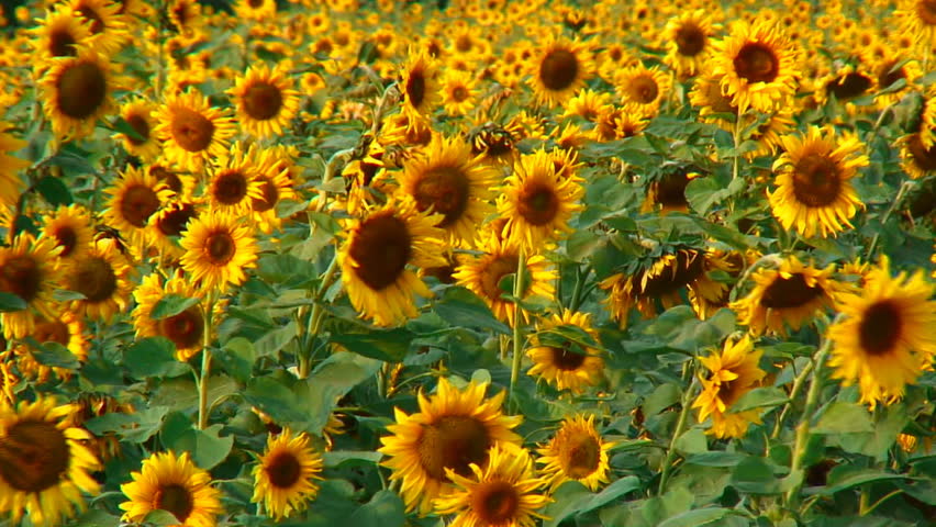 Sunflower field in breeze 
