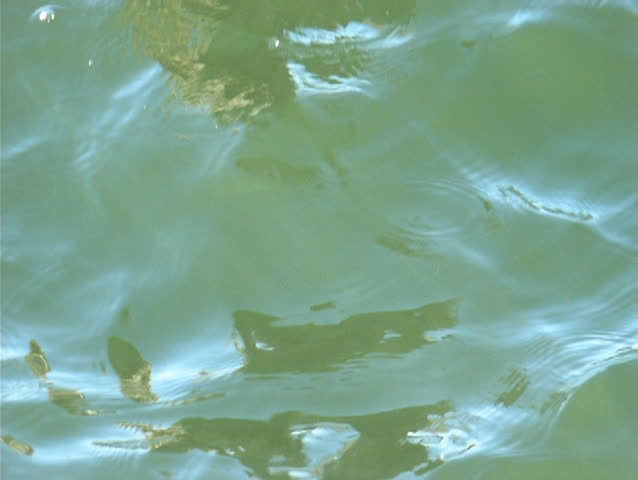Water fowl. Life of the wild waterfowl over the water surface of the lake during the wintertime No1. 