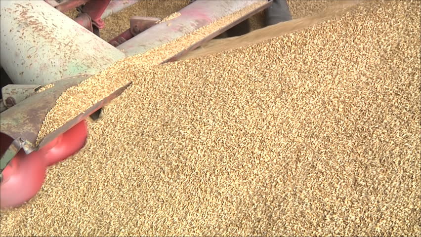 processing and storage of grain