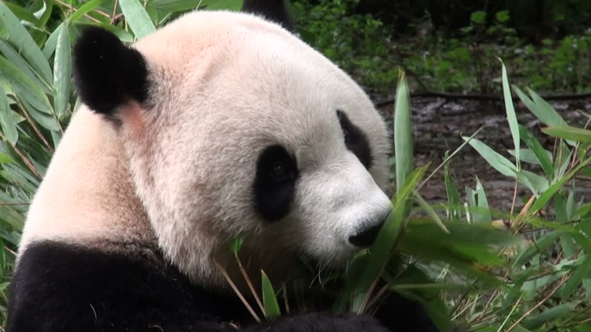 A giant panda is eating bamboo