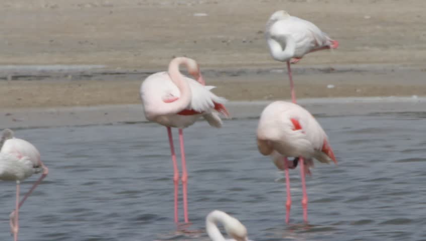 Flamingo in Ras Al Khor Wildlife Sanctuary, Dubai, United Arab Emirates