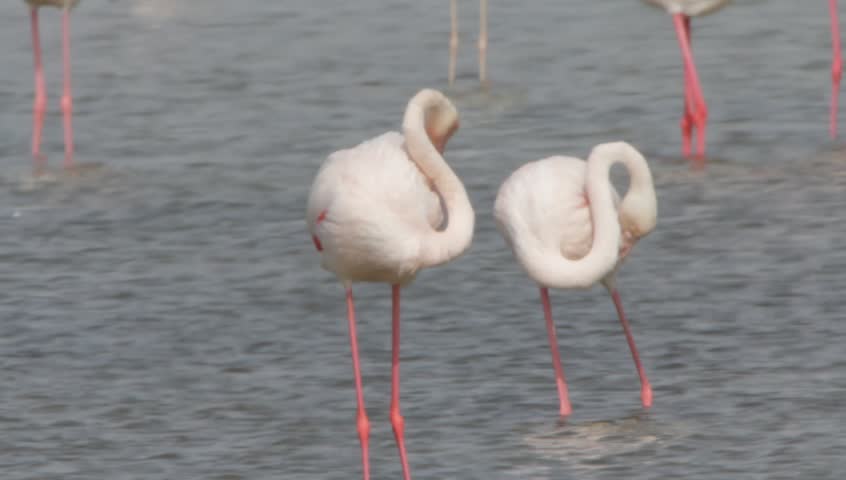 Flamingo in Ras Al Khor Wildlife Sanctuary, Dubai, United Arab Emirates