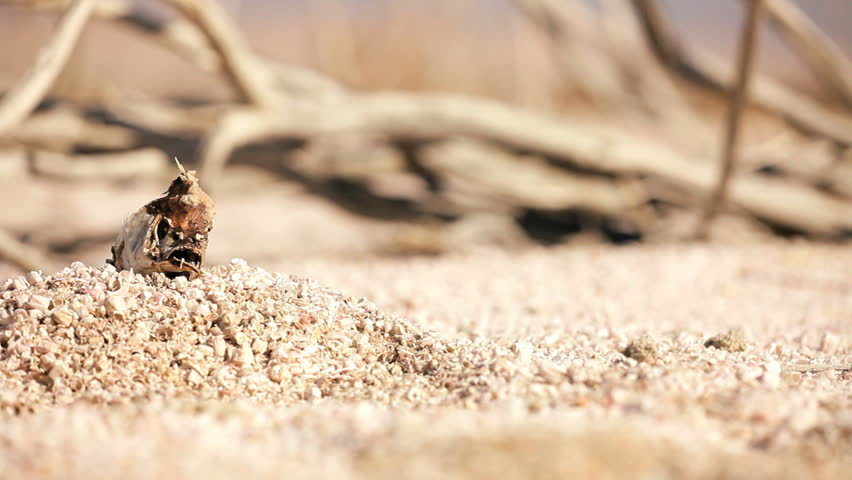 Skeleton of dead fish is an example of the arid environment of a dried up lake bed 