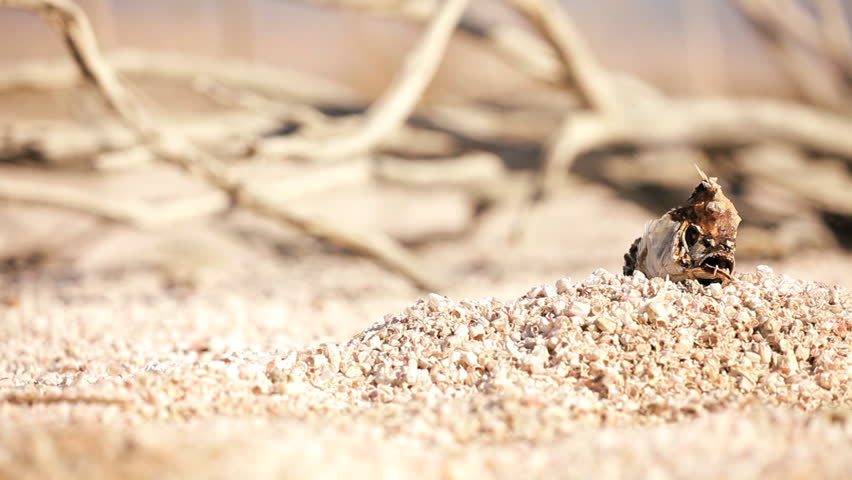Skeletal remains of a fish in the arid environment of a dried up lake bed in the desert, American Southwest