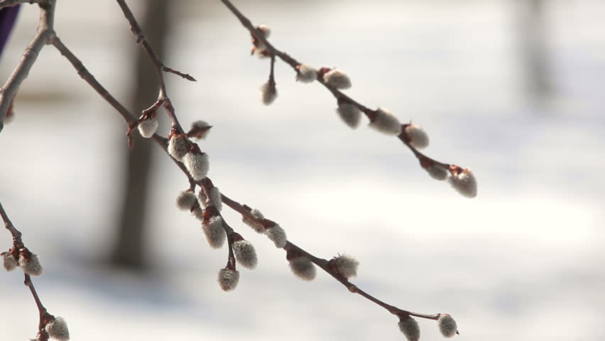 Woman touches a swollen poplar buds