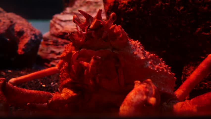 Header of Alaska Crab