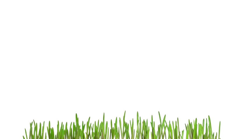 Time-lapse green grass growing. Closeup of green grass growing - isolated on white background - corn shoots. Clip with alpha mate (transparency) channel