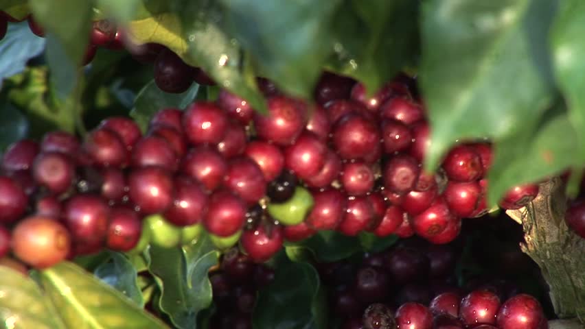 South America coffee culture, plantation