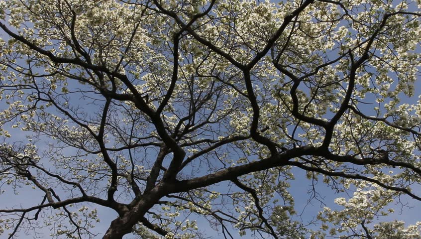 beautiful backlit large flower filled tree branches of outdoor white dogwood tree - HD 