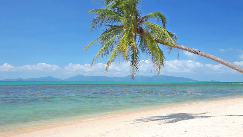 tropical beach and palm tree