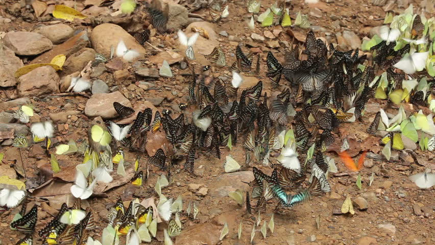 many colorful butterflies gathering on soil in kaeng krachan national park, Thailand