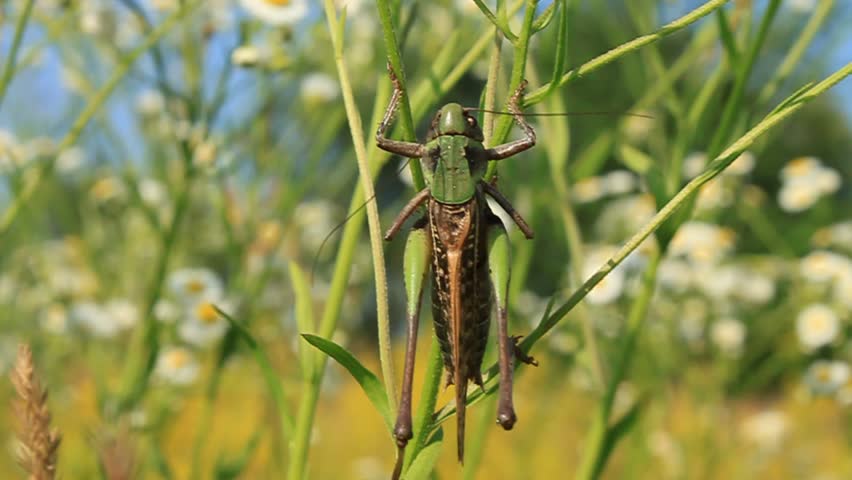 Big locust