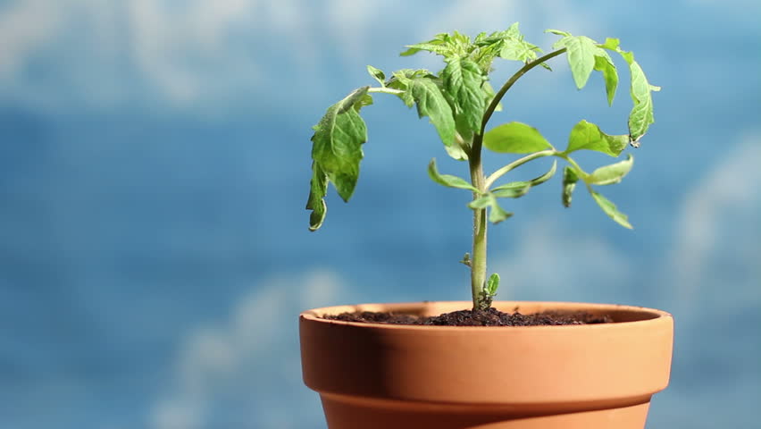Hands nurturing potted plant