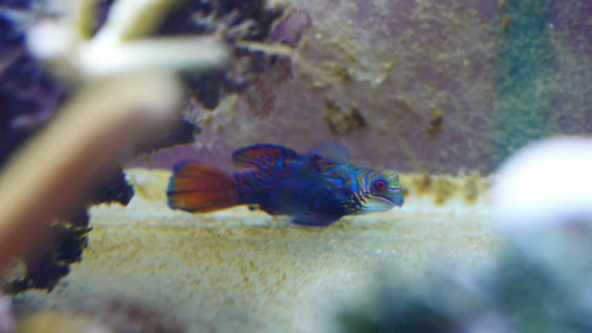 Mandarin fish in coral reef