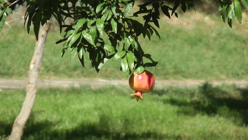 Fruit of pomegranate tree in the Crimean park