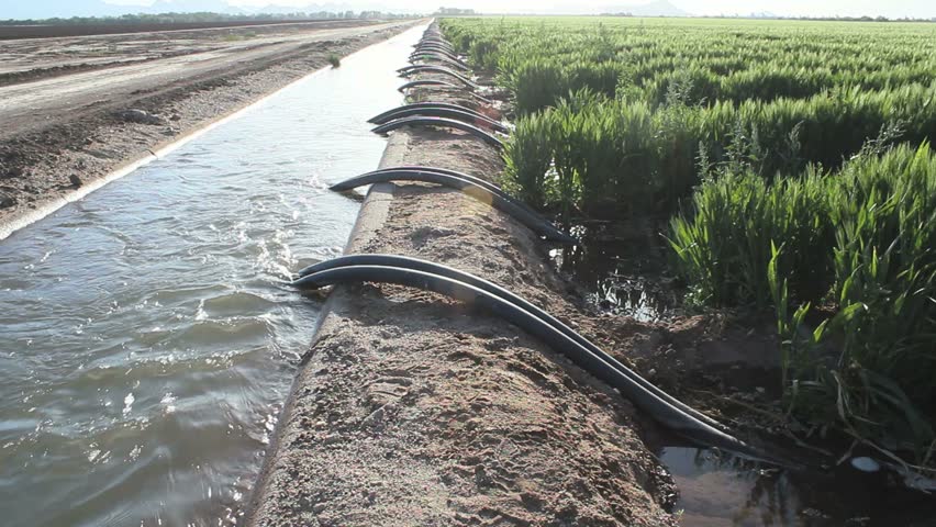 Bright afternoon sunlight highlights irrigation lines flowing from water channel to farm fields. 