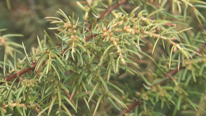 Juniper twig close-up.