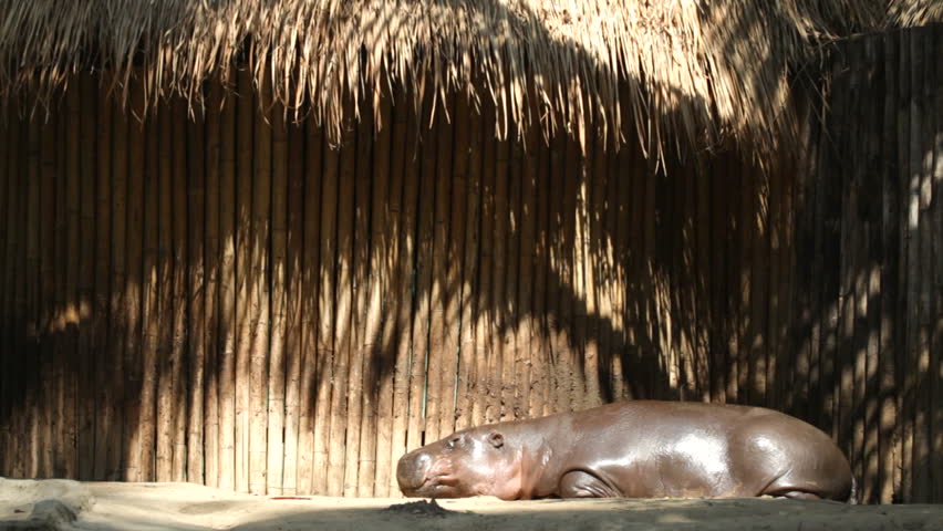 hippopotamus